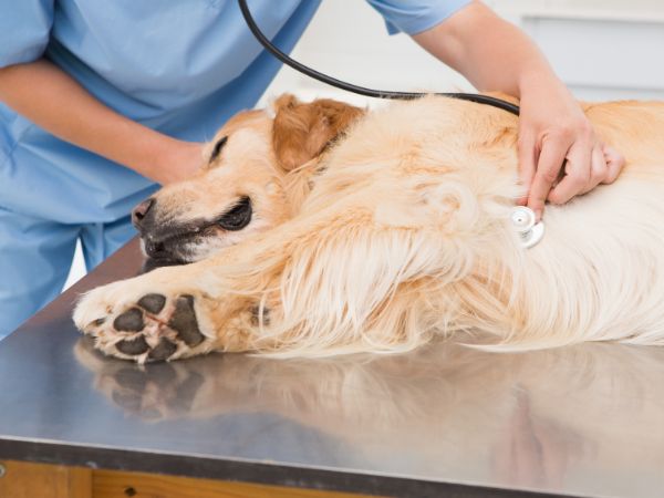 Close-up of a dog's paw resting on a person's arm during a comforting moment.