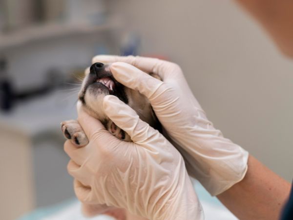 Veterinary professional gently examining a puppy's teeth with gloved hands.