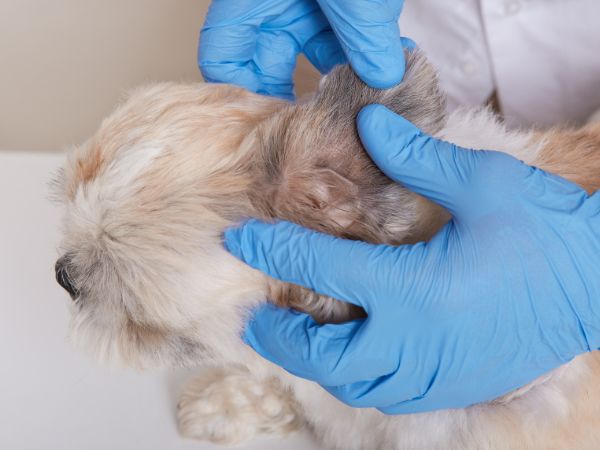 Veterinary professional examining a dog's ear with gloved hands.