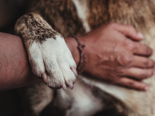 Close-up of a dog's paw resting on a person's arm during a comforting moment.