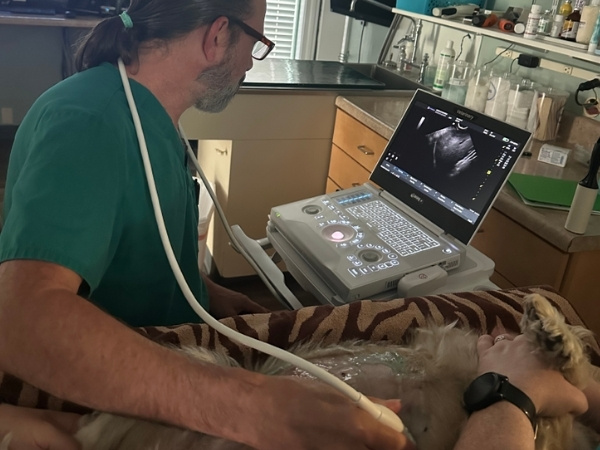 A person in green scrubs uses an ultrasound machine on a dog lying on a blanket. The ultrasound screen shows an image of an animal's internal organs.