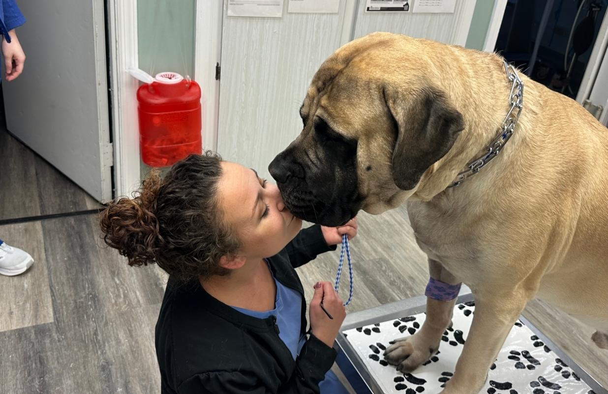 A person in scrubs leans in to kiss a large Mastiff dog wearing a chain collar and a bandage on its leg.