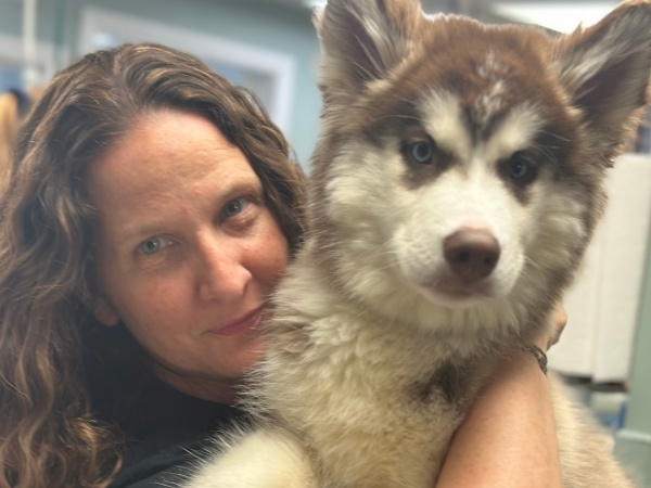 A person holds a fluffy husky puppy with blue eyes and brown and white markings.