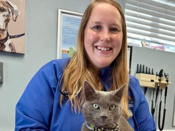A person in a blue scrub top holds a gray cat wearing a black and white patterned bowtie.