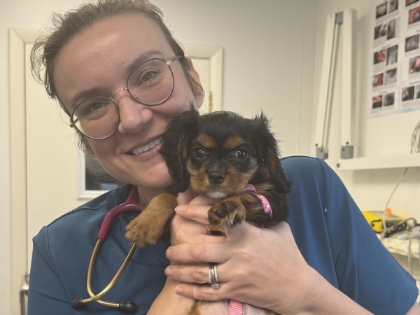 A person wearing glasses and a stethoscope holds a small dog with tan and black fur and a pink collar.