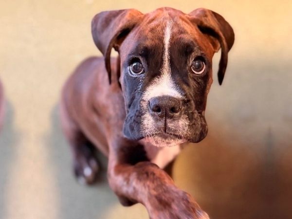 Boxer puppy looking up