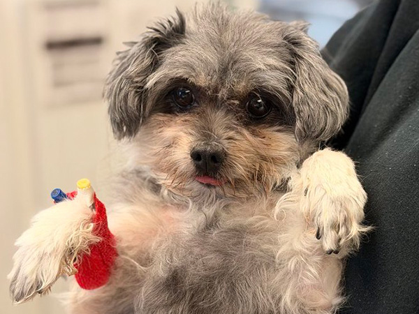 Cute dog, IV attached