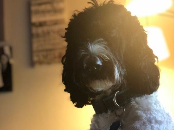 A black and white fluffy dog sits indoors, facing forward with a collar and tags. Warm light illuminates the dog from the side, creating a soft glow.