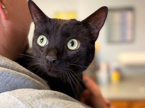 A black cat with large, round, green eyes is being held over someone's shoulder. The cat is looking directly at the camera.