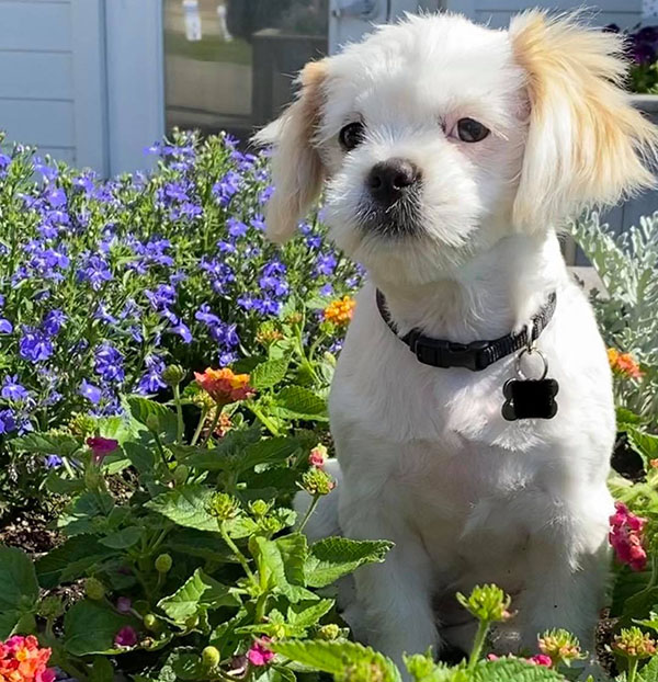 Luna dog standing in the garden