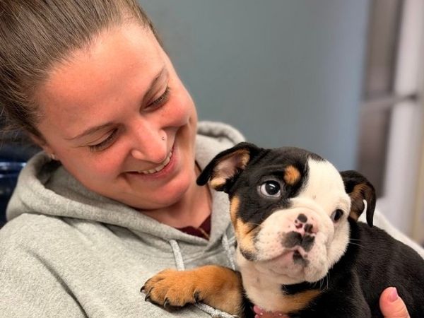 A person in a grey hoodie holds a black, white, and tan bulldog puppy.
