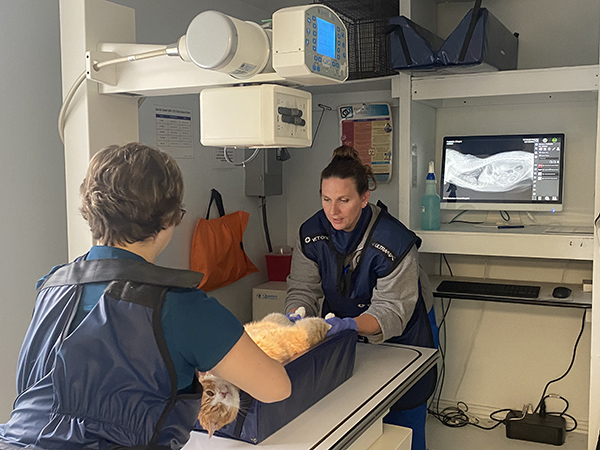 Vets taking cat X-ray